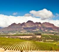 Stellenbosch Vineyards